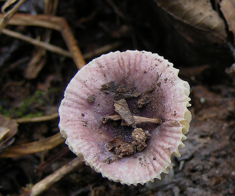 Russula alnetorum Romagn. [R. leprosa (Bres.) Crawshay]